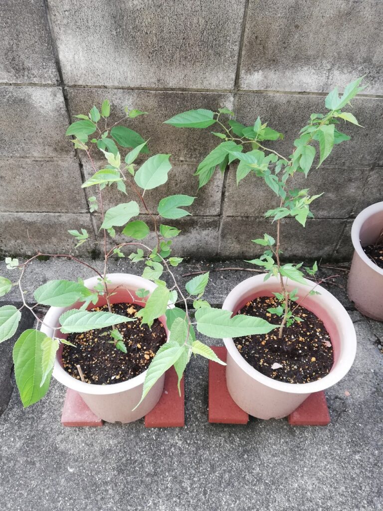 自分でできる【和紙の作り方】①簡単に写真で解説 原料となる楮栽培 – 和紙と灯り