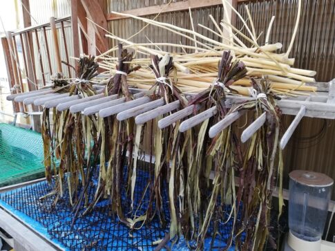 危険?【和紙の原料・楮の木を自宅で育てる】注意事項をまとめてみた – 和紙と灯り