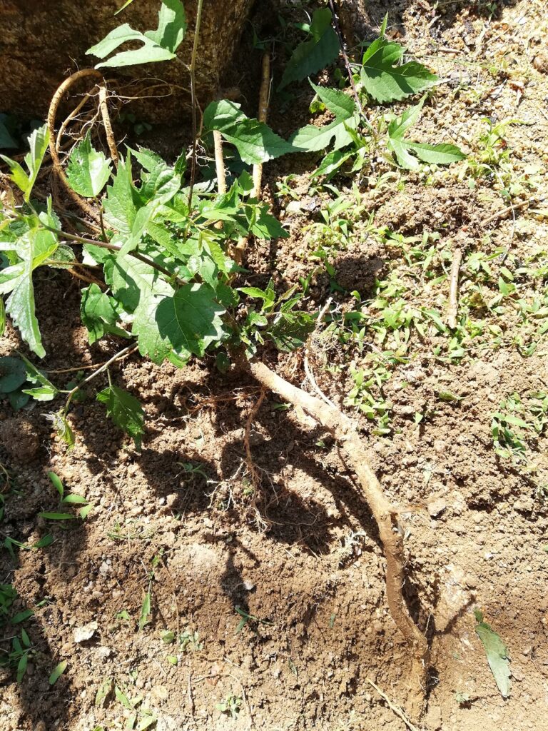危険?【和紙の原料・楮の木を自宅で育てる】注意事項をまとめてみた – 和紙と灯り
