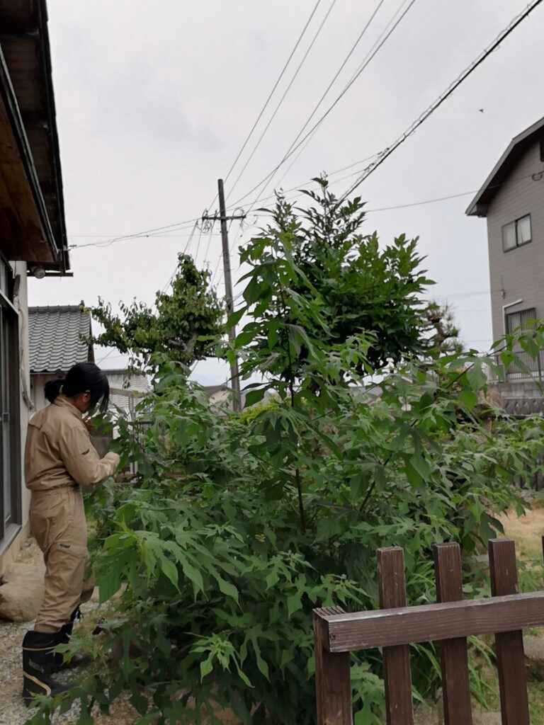危険?【和紙の原料・楮の木を自宅で育てる】注意事項をまとめてみた – 和紙と灯り